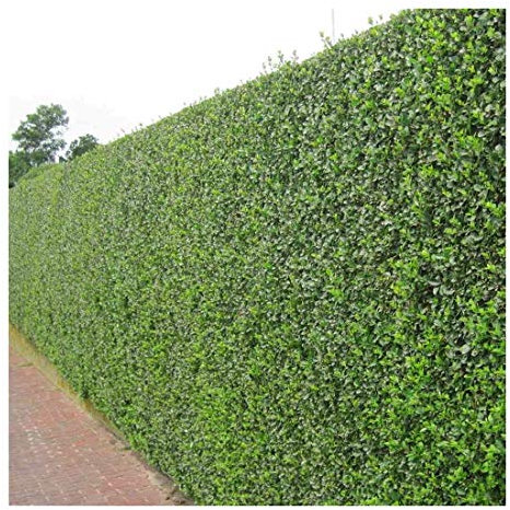 Stauden Gänge 10 x Ligustrum ovalifolium (Gehölz/Heckenpflanze/Winterhart/Mehrjährig/Immergrün) Ovalblättriger Liguster - Immergrüne Eleganz für Hecken und Gärten - Top als Hecke