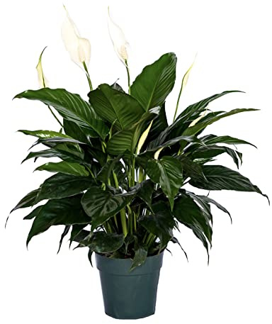 Peace Lily Plant-Friendship Foliage's Family Farm Grown Quality Live Indoor Spathiphyllum (6 Pot)