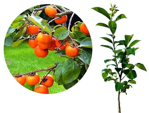 Sharon Fruit Tree, Kaki Fruit American Persimmon - DIOSPYROS VIRGINIANA in 19CM Pot - Small Tree with Tomato Sized, Sweet, Edible Fruits - 35cm Tall, 3Year Old