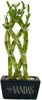 VANDAS Lucky Bamboo in Vaso Ceramica – Dracaena Sanderiana | Bamboo della Fortuna | Pianta Ornamentale da Interno | Altezza 30 cm | Made in Italy