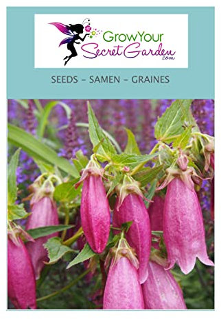 Campanula punctata rubliflora 'Rouge' 70 Graines - vivace