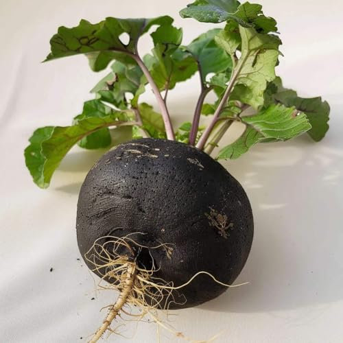250 Graines de Radis Noir Gros Rond d'Hiver