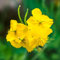 200 Semillas de celidonia Mayor Celidonia Chelidonium Balcón Plantas Hardy Rock Garden Plants Hardy Plantas de interior Semillas Regalos sostenibles Semillas de hortalizas Hardy