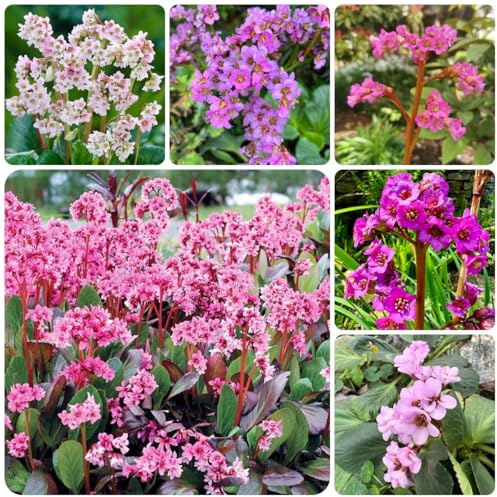 semillas de bergenia Decoración de jardín para exteriores, balcón, bergenia trepadoras resistentes, orgánicas 200pcs