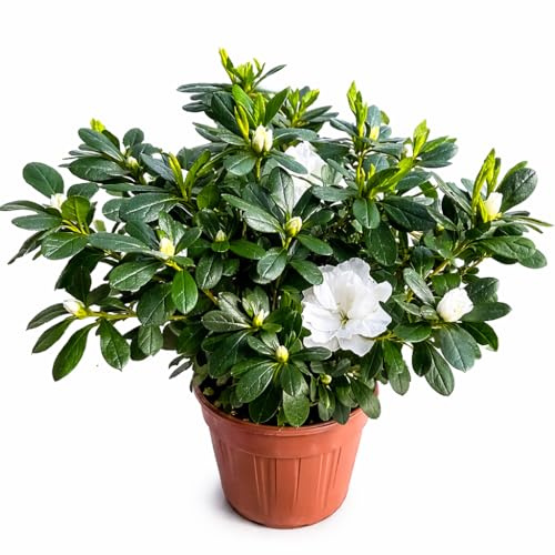 Azalea da Esterno in Vaso 18cm | Pianta Sempreverde Acidofila Prodotte in Italia | Fioritura Febbraio-Maggio |Altezza 45 cm | Vaso Riciclato (Viola fiore doppio)