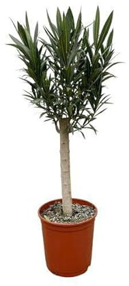 Rosenlorbeer – Nerium Oleander 110cm – Ø22cm – Immergrüne Kübelpflanze mit weißen Blüten – Mediterrane Zierpflanze für Garten, Terrasse & Balkon – Duftend & pflegeleicht