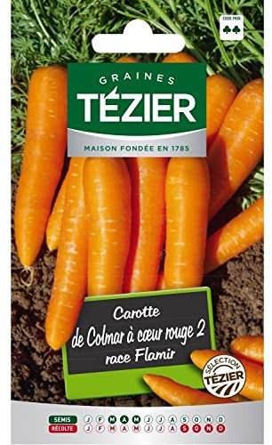 Tezier - Carotte de Colmar à cœur rouge 2 race Flamir
