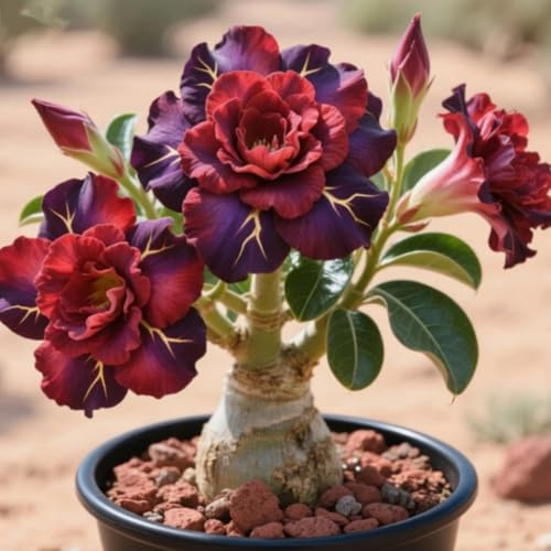 Rizomas de rosa del desierto. Tolera el frío.Hojas altas y grandes. ideal para embellecer el paisaje.（NVNJHJN）.-1 Rizomas-B