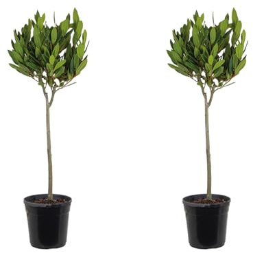 Bloomique - Set de 2 - Laurus nobilis - Laurel en tronco - Planta de laurel - Planta de jardín - Resistente al frío - 80-100 cm - Maceta 21 cm