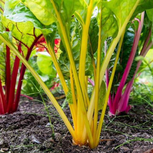 PREMIER SEEDS DIRECT - Seed Tape Swiss Chard, Rainbow Mix - 6M (3X2M) - Approx 300 Seeds