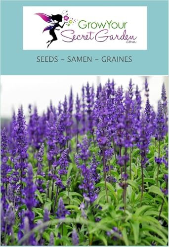 Salvia superba Blaukönigin (Reine des Bleues) - Sauge des bois 30 Graines - vivace plante