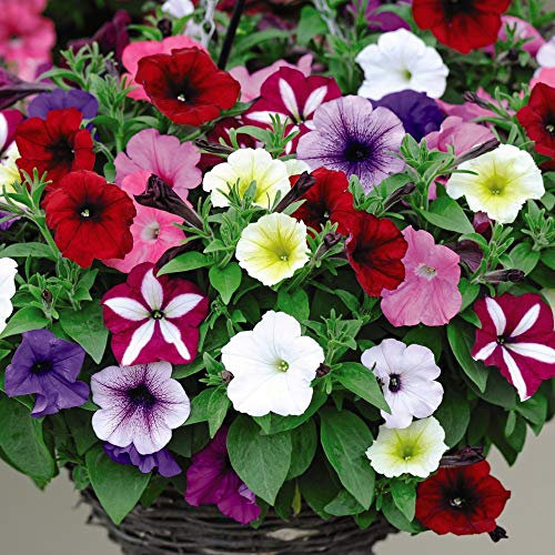 Petunia Plants ‘Easy Wave Ultimate Mixed’ Garden Plants, Half-Hardy Annual, Flowering Garden Plants, Easy to Grow Your Own Garden Flower Plants 24x Plug Plants by Thompson and Morgan