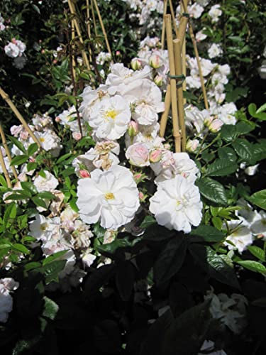 Rosa Sweet Siluetta ® - Ramblerrose Sweet Siluetta - Kordes Rose