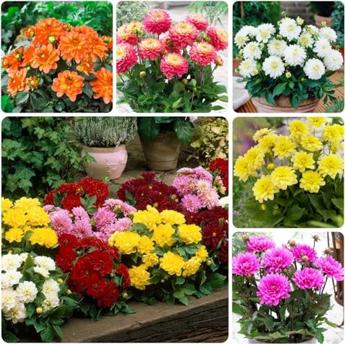 Collection de Tubercules de Dahlias Nains - 5 Variétés de Bulbes de Dahlias - Mélange des Pays-Bas - Véritables Grandes Plantes avec Fleurs pour Jardin et Pots (pas de graines, non artificiels)