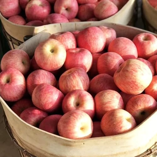 semillas de manzano-en maceta resistentes y resistentes a las frutas en columna.de jardín,para el jardín.10pcs