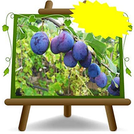 EURO PLANTS VIVAI Prunier Stanley plante fruitière ancienne en pot 20 cm hauteur 150~170 cm - Âge 2 ans