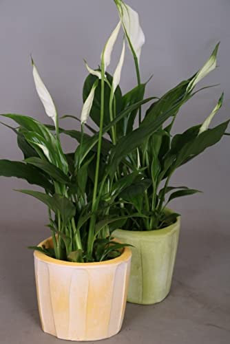 Spathiphyllum Peace Lily - in Ceramic Pot 9 cm - Around 30cm in Height