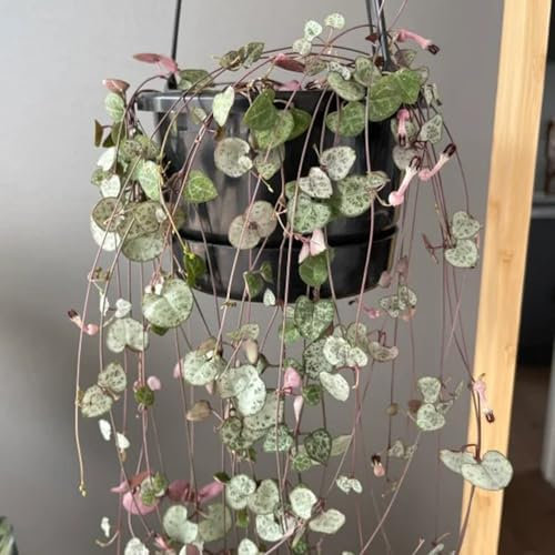 150 pcs leuchterblume samen, schnittblumen samen, zimmerpflanzen samen (Ceropegia woodii) blumen samen mehrjährige, kübelpflanzen winterharte stauden für pralle sonne, gärtner geschenke