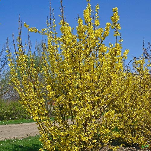 Forsythia WeekEnd Topf P9 15-20 cm Forsythie gelb Zierstrauch Frühlingsblüher | Goldglöckchen als Solitär oder Heckenpflanze