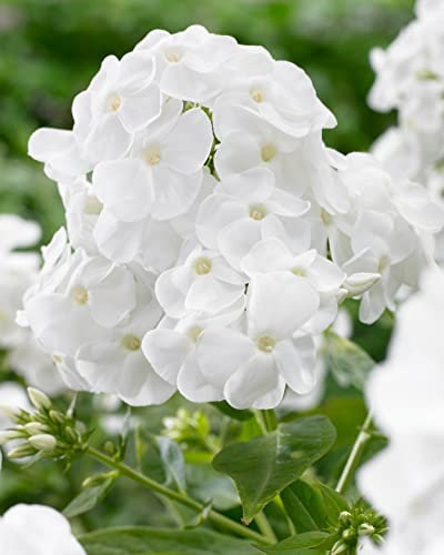 Phlox Panticulata - Established Plant in a 1litre Pot Ready to Plant - Varities Like Lavender - Little Boy - Christelle - Rembrandt (Rembrandt)