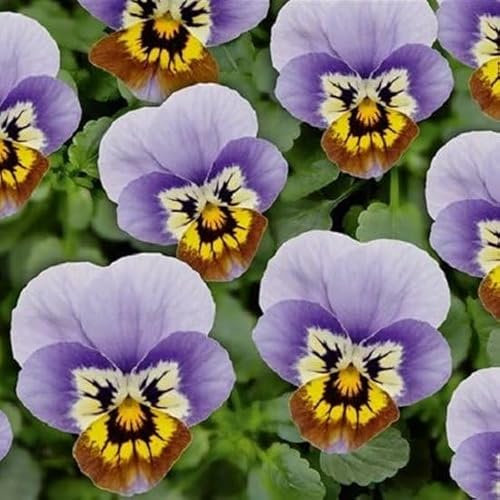 Helza Stiefmütterchen Ice Babies® Marina F1, Holländische Veilchen, 200 stück, Blumensamen für Garten und Balkon, Pflanzensamen, Saatgut von Kulturpflanzen
