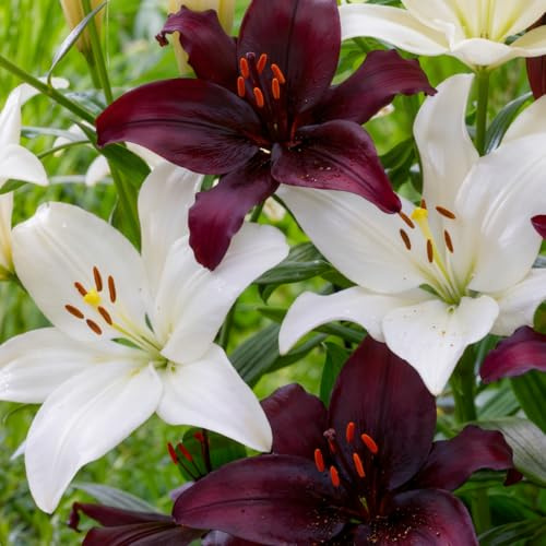 Bulbi Fiori Perenni da Esterno - 10 Bulbi di Giglio Bianco e Nero - Piante e Fiori Esclusivi dall'Olanda - per giardino, vasi e balcone (non semi, non artificiali)