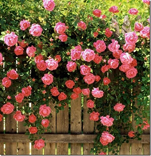 Graines de fleurs de plantes grimpantes roses, rosier polyantha, graines de fleurs chinoises, graines de rosier grimpant, plante ornementale, paquet de 100 graines