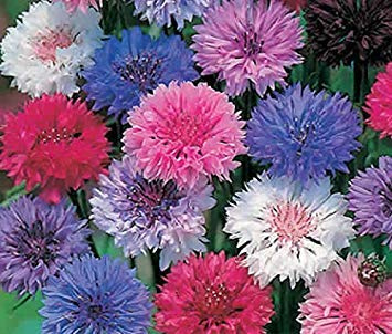 PAK CHOI SEEDS (AVG 30-50) SEEDS X 5 PACKET : Seeds Only