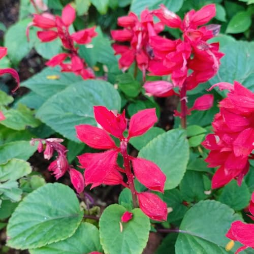 semi di salvia del fuoco, Salvia splendens in vaso balcone giardino sul roccioso interno raro 450pcs