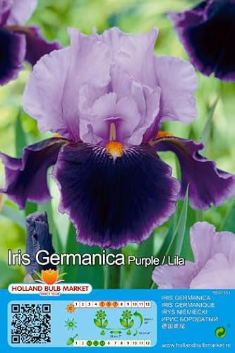 Iriszwiebeln : Iris germanica Bartiris  purple  1 Rhizome