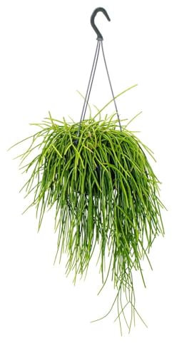 Urban Jungle Elegance - Moderne Kakteen-Ampel mit toller Blattstruktur - Rhipsalis baccifera shaferi - 15cm