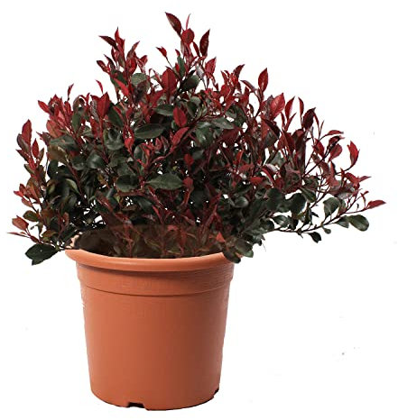 KENTIS - Photinia Nain Little Red Robin - Plantes de Haie Sempervirentes - Vraie Plante d'Extérieur Résistante - H 70-80 cm Pot Ø 24 cm
