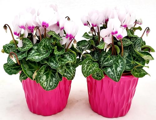 POWERS TO FLOWERS - CICLAMINO PROFUMATO ODORA IN VASO CERAMICA, 2 PIANTE, VASO 12CM Diametro, piante vere