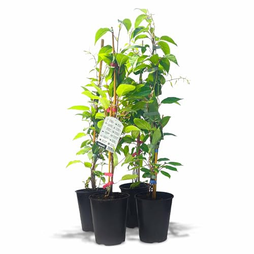 Kiwiri Cuarteto de kiwi, 4 plantas de kiwi (Actinidia arguta) masculinas y femeninas, mini kiwi, garantía varietal directamente del cultivador, set autofructífero