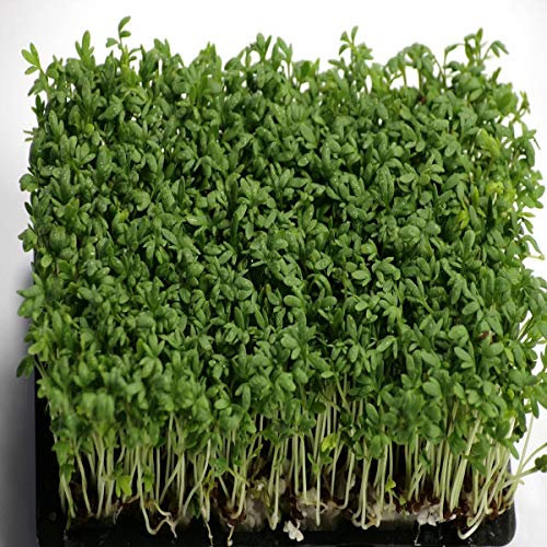 5 Packets Cress Wholesale Sachet Certified Seeds Amazing Value Bulk Wholesale Mix Clubs Schools (5 Packets)