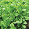 Semillas de rúcula de wasabi paquete con 100 semillas