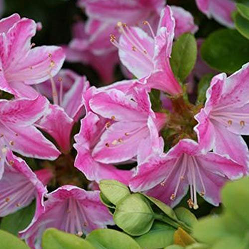 Rhododendron 'Dusty Miller' 30-40 cm en conteneur
