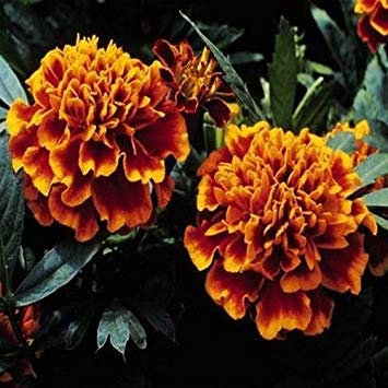 Farmerly 50 Seeds - Marigold Champion Flame Flower Seeds (Tagetes Patula)