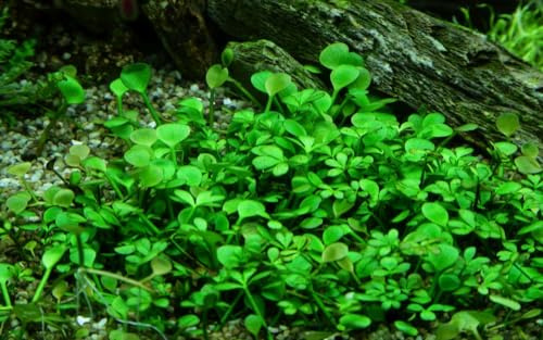 AquaOne Impianto Acquario in Vitro Marsilea hirsuta pianta acquatica 1-2 Grow! Pianta d'Acquario Tazza Piante da Laboratorio Acquario Decorazione Aquascaping
