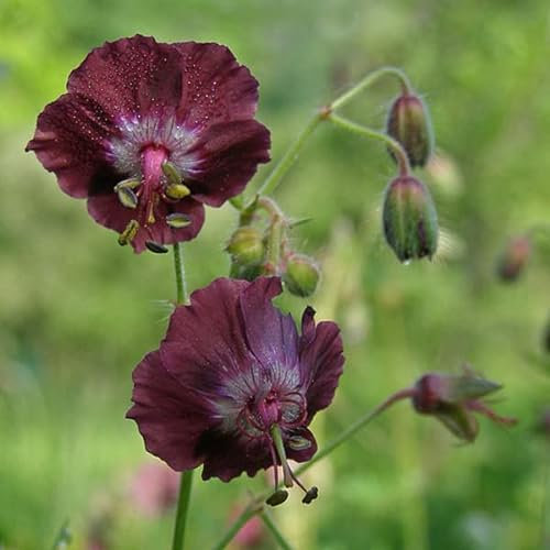 6 x Géranium vivace 'Claridge Druce' - Geranium Oxonianum 'Claridge Druce' - Godet 9x9cm - Fleurs roses, compact, massifs