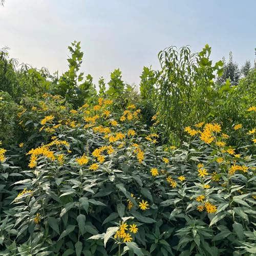 Tuberi di Topinambur, di da giardino Helianthus tuberoso, perenni di vecchie varietà da balcone 8pcs