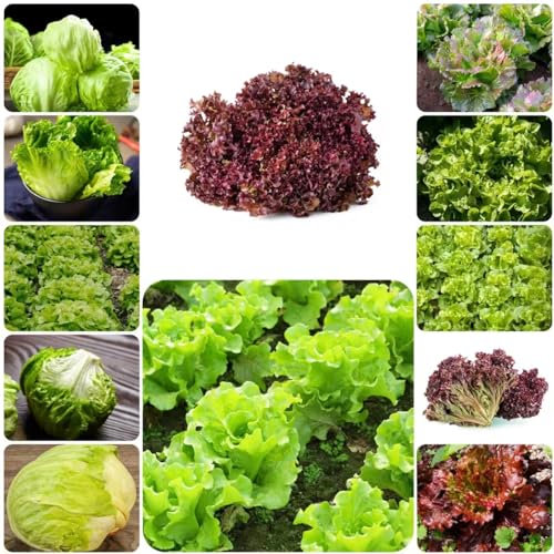 400 pcs salat samen winterhart - bonsai topf wintergemüse samen salatsamen,Lactuca sativa, pflanztopf kräuterbeet kräuter saatgut kräuter samen saatgut gemüse pflanztöpfe dekopflanzen