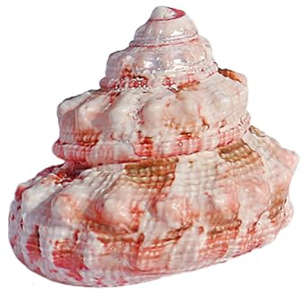 YHNNH Coquillages naturels, Coquille de Crabe ermite 1 à 2,5 cm for décoration Mariage, fête thème sur la Plage, Maison, aménagement paysager d'aquarium