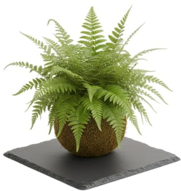 Kokedama Natural de Helecho Bostón Planta Viva de Interior Artesanal | DECOALIVE Decoración Natural