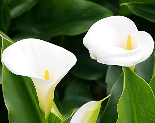 Fiori comunemente usati nei matrimoni,Apprezzato dai consumatori,Lampadine di giglio di Calla Erba perenne,Fiori ornamentali,Adattabile,Bulbi di calla bianca-3 Bulbi,a