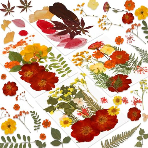 JULBEAR gepresste Blumen, natürliche Trockenblumen gepresste Blumen DIY Trockenblumen Kerzen Trockenblumen Harz Schmuck Scrapbooking Basteln (Orange)