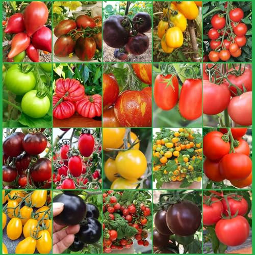Tomatensamen Set,Tomaten Samen Set,20 Sorten Tomaten Set,Tomatensorten Alte Sorten & Seltene,Tomaten Anzuchtset,Garten Samen Gemüse,für Garten Balkon,Loveplants,als Geschenk