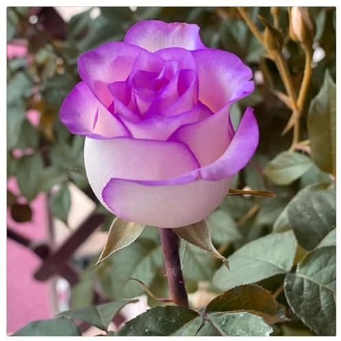 Seltene Rosenpflanze - Strauchrosen, Duftrosen, Hybridrosen, zweifarbige Rosen,Rosengarten - Pflanzen in Top Qualität-1Pflanze-C