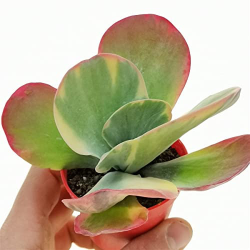 DECOALIVE Planta Kalanchoe Thyrsiflora Suculenta Natural