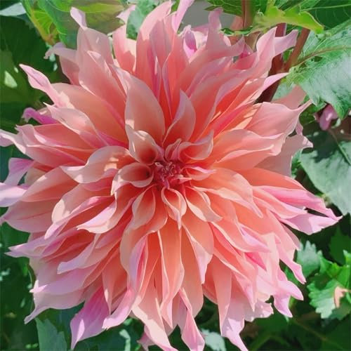 Winterharte mehrjährige Dahlienzwiebeln sind ideal für die ganzjährige Pflanzung.-2zwiebeln-A